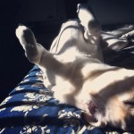 Tucker-found-the-best-nappy-spot-ever-labs-labstagram-labradorable-labsofinstagram-labradorretriever