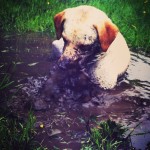 Typical-Luna.-labrador-play-mud