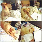 Typical-Study-Buddy-keen-for-5-seconds-then-fast-asleep-labsthesedays