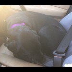 We-went-to-the-flea-market-where-I-met-some-new-friends-and-now-we-are-on-the-car-ride-home-so-I-am-