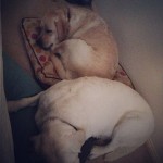 Were-asleep-we-promise-sleepypippies-willowanddaisy-willow-whitedog-daisy-deafdog-dogoftheday-itsala