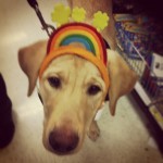 Whats-at-the-end-of-this-rainbow-guidingeyes-Justin