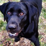 While-playing-ball-my-tactic-is-to-freeze-and-stare-at-the-ball-intently-until-mom-throws-it...-Work