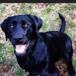 Whoop-whoop-its-ball-time-My-favorite-thing-I-am-one-happy-pup-love4labs-lablove-labsofinstagram-lab