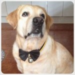 Would-you-mind-taking-me-to-swim-Would-you...Would-you....-labrador-labradorretreiver-retriever-lab-1