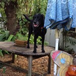 You-cant-get-me-up-here-for-bath-time-ilovemydog-laboftheday-blacklab-blacklabs-labbylove-itsalabthi