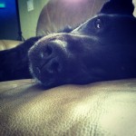 blacklab-labrador-lab-labradorretriever-lablove-lablovers-laboftheday-labstagram-myblacklab-itsalabt1