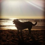 blondie-blacklab-lab-ilovemydog-petphoto-itsalabthing-socal-labrador