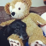 dog-blackdog-lab-labrador-blacklabrador-retriever-labradorretriever-ilovemydog-lovemylab-instadog-do2