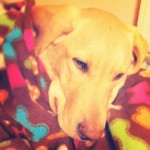 guidingeyes-Justin-with-his-new-blankie