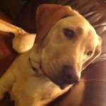 igdogs-instadog-ilovelabs-ilovemydog-itsalabthing-yellowlab-yellowlabs-lab-labs-labrador-lablovers-l