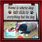 instacollage-love-labrightnow-ilovemylab-ilovemydog-ilovemylab-itsalabthing-mommasboy-labwithtoys-pl