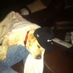 itsalabthing-ruger-dogs-dognap-partypooper-alreadydogtired-toomuchfun-flatbill-labs-nike-nikehat-hat