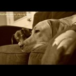 kodiakcanine-mittens-yellowlab-lab-labrador-labradorretriever-labsofinstagram-labradorsofinstagram-l