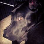 kouki-laboftheday-puppyeyes-mutt-itsalabthing-labsofinstagram-lazypuppy-pitbull1