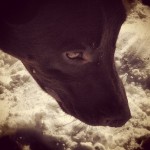 kouki-mountlemmon-mtlemmon-laboftheday-itsalabthing-labsofinstagram-snow-playinginthesnow