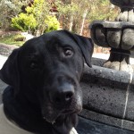 lab-labrador-labs-labstagram-labradors-labradorlove-labsofinstagram-labradorretriever-blackdog-black