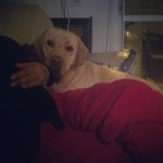 lab-labs-like-labrador-labradors-yellow-yellowlab-israel-itsalabthing-play-photo-pretty-puppy-instad