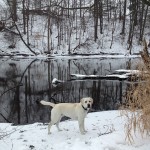 lab-whitelab-itsalabthing-snow-puremichigan-winter