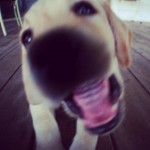 labrador-labradorsofinstagram-labradorretriever-dogstagram-instadog-puppygram-ilovemydog-ilovemylabr