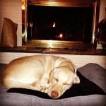 my-girl.-bella-itsalabthing-home