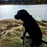 my-lovely-labrador-puppy-love-lovemylab-labradorlove-labsrightnow-labradorretriver-tyresta-nature-na