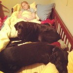 noodle-loves-her-sleeping-buddies-kate-katers-itsalabthing-blacklabs-labs-dogs-puppies-lily-dahlia-t