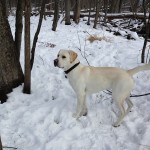 puremichigan-snow-lab-itsalabthing-whitelab