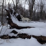 puremichigan-snow-lab-whitelab-itsalabthing