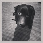 riley-on-New-Years-Eve.-Smelling-out-the-sausage-rolls.-lab-labrador-laboftheday-itsalabthing-pet-pe