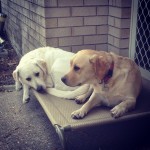 sisters-itsalabthing-igers-igdogs-iglabs-igbrisbane-igoftheday-instagram-iphone5pics-laboftheday-lab