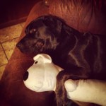 sleepytime-labs-roxietheblklab-love4labs-labradors-itsalabthing-ilovelabs-ilovemydog-instadogs-itsad