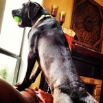 tangbang-checking-the-view-from-Chateau-de-Comstock-@reneecomstock-labrador-retriever-itsalabthing