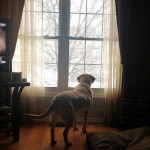 window-winterweather-eastcoast-snowfall-snowflakes-dog-labs-itsalabthing-instamood-instagood-iphoneo