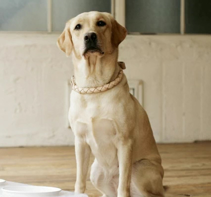 Its a Lab Thing Free Stitch 3 Shades of Dog Labrador 3