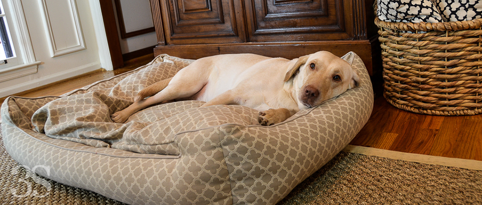 It's a Lab Thing 3 Shades of Dog Bed Green Trellis