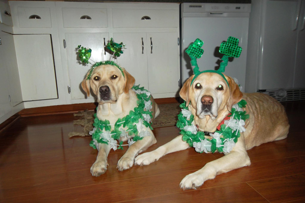 Its-a-Lab-Thing-Labrador-Irish-St-Patricks-day-001