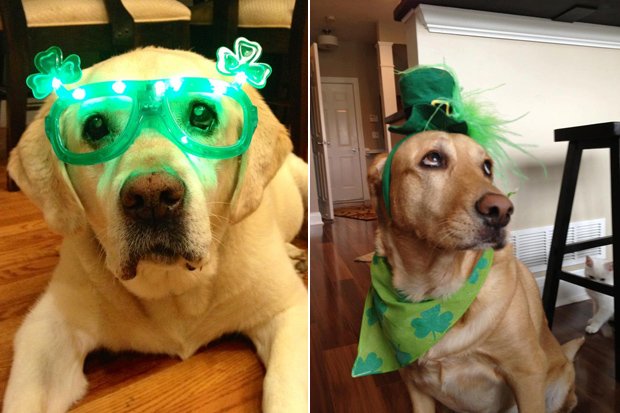 Its-a-Lab-Thing-Labrador-Irish-St-Patricks-day-002