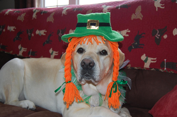 Its-a-Lab-Thing-Labrador-Irish-St-Patricks-day-003