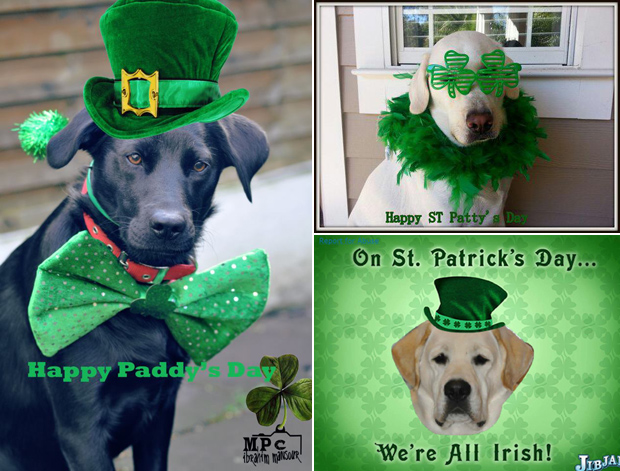 Its-a-Lab-Thing-Labrador-Irish-St-Patricks-day-005