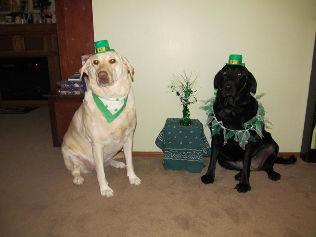 Its-a-Lab-Thing-Labrador-Irish-St-Patricks-day-006