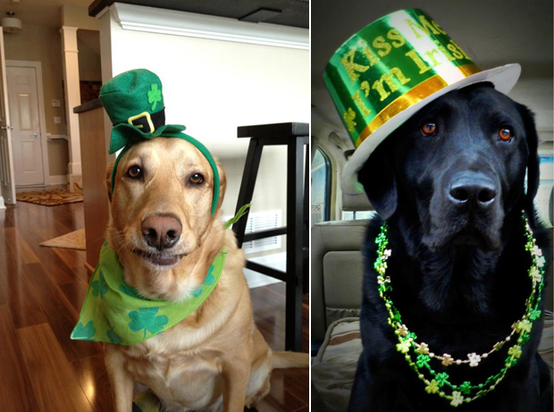 Its-a-Lab-Thing-Labrador-Irish-St-Patricks-day-007