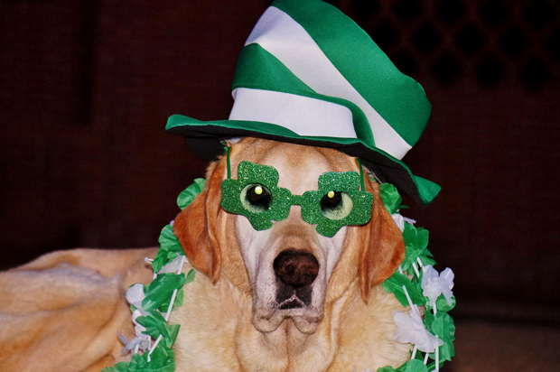 Its-a-Lab-Thing-Labrador-Irish-St-Patricks-day-008