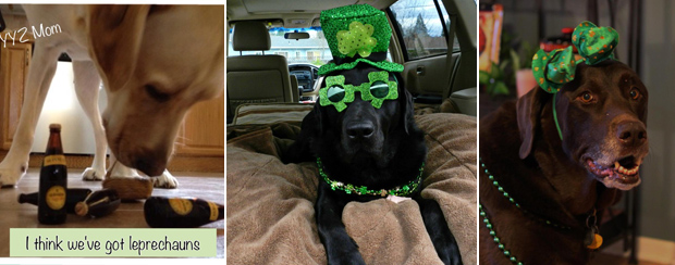 Its-a-Lab-Thing-Labrador-Irish-St-Patricks-day-009