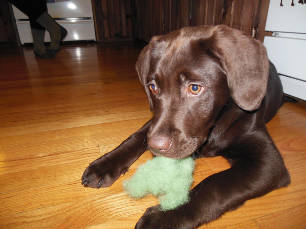 Its-a-Lab-Thing-Labrador-Irish-St-Patricks-day-010