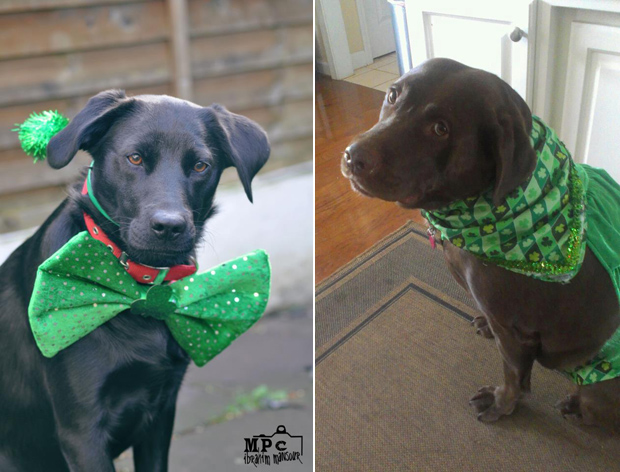 Its-a-Lab-Thing-Labrador-Irish-St-Patricks-day-011