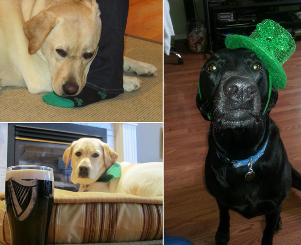 Its-a-Lab-Thing-Labrador-Irish-St-Patricks-day-012