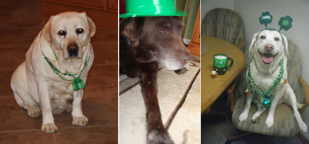 Its-a-Lab-Thing-Labrador-Irish-St-Patricks-day-013
