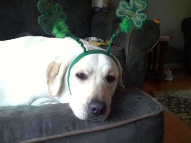 Its-a-Lab-Thing-Labrador-Irish-St-Patricks-day-014