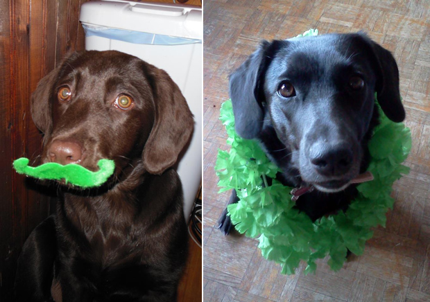 Its-a-Lab-Thing-Labrador-Irish-St-Patricks-day-015